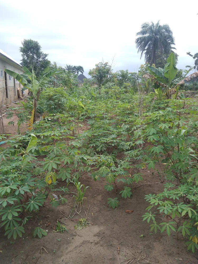 Rows of young cassava plants in a farm in Akwa Ibom State, Nigeria.