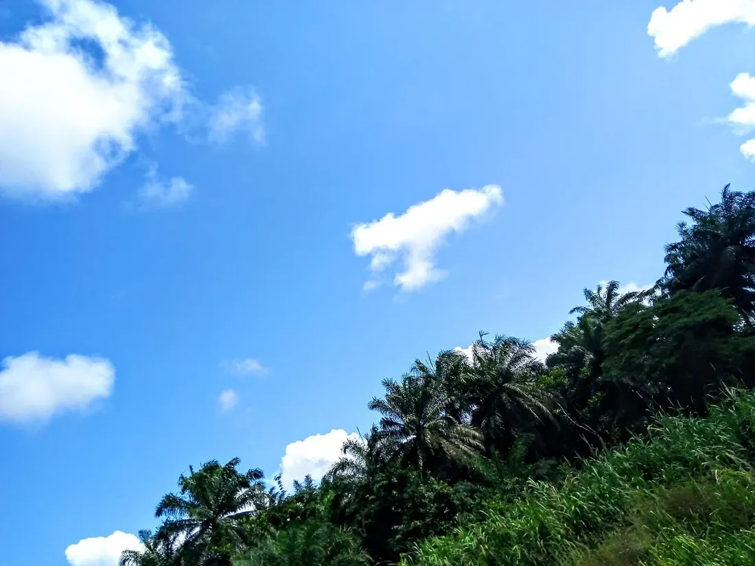Dense green rainforest in Bayelsa State, southern Nigeria.