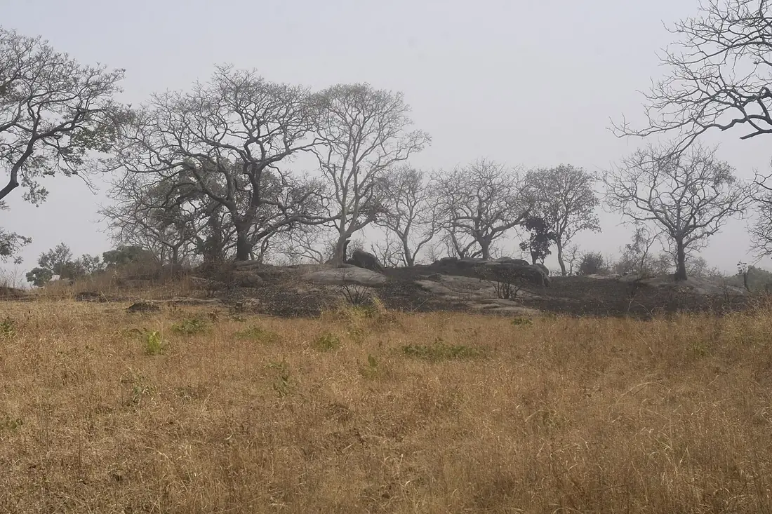 Open grassland and scattered trees in a Nigerian savanna landscape.